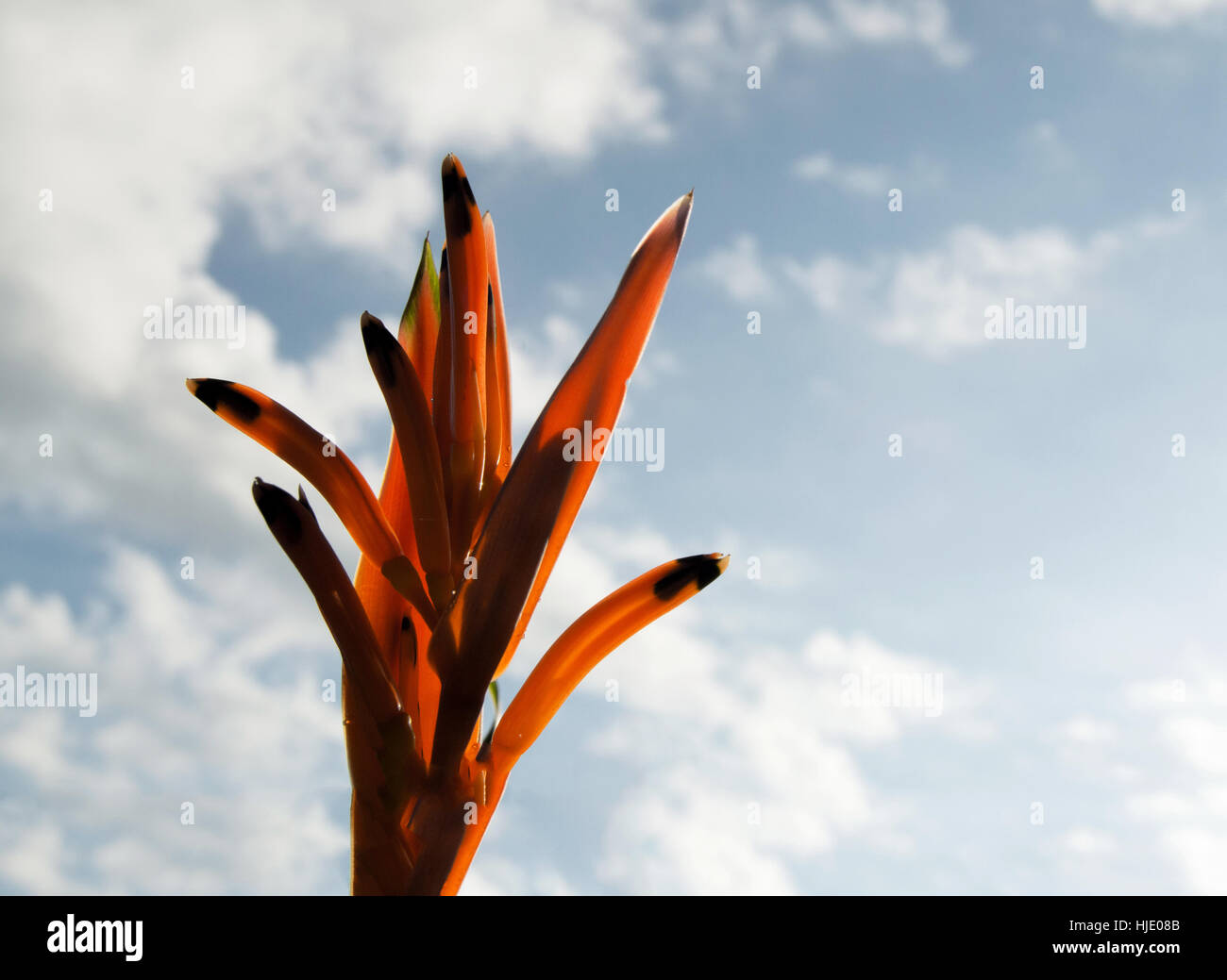 Un oiseau de paradis orange, fleur de Strelitzia (Regina), isolé contre un ciel bleu avec des nuages. Banque D'Images