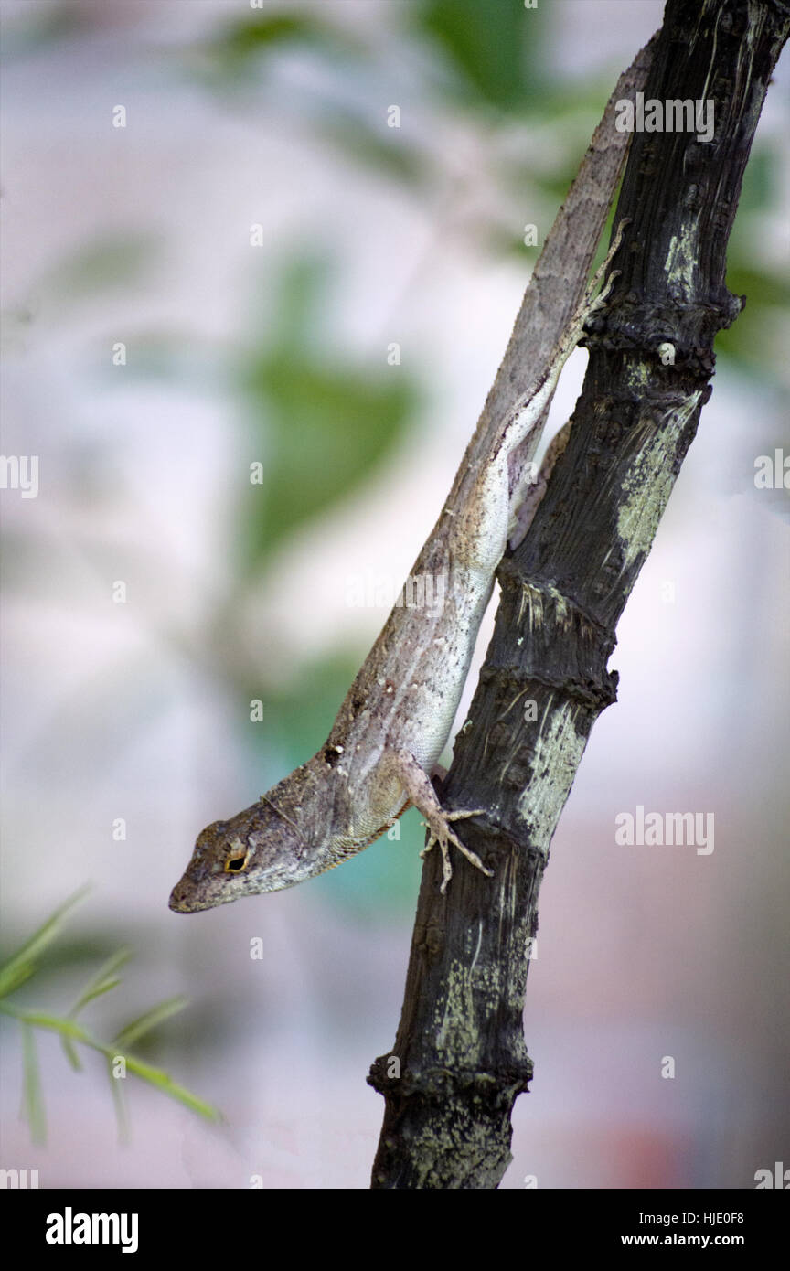 Un jeune brown anole lizard accroché sur une branche Banque D'Images