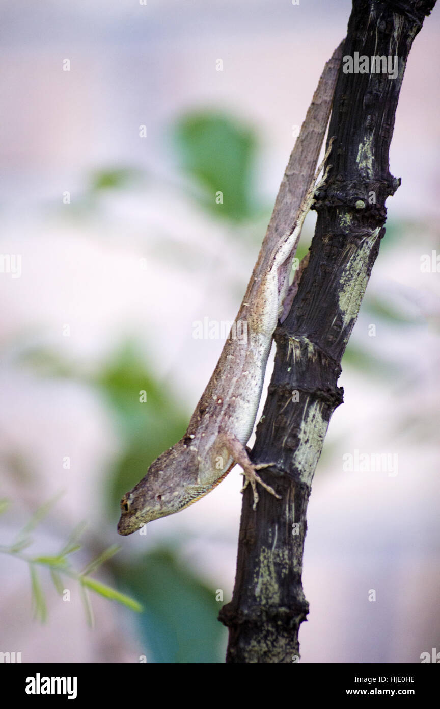Un jeune brown anole lizard accroché sur une branche Banque D'Images