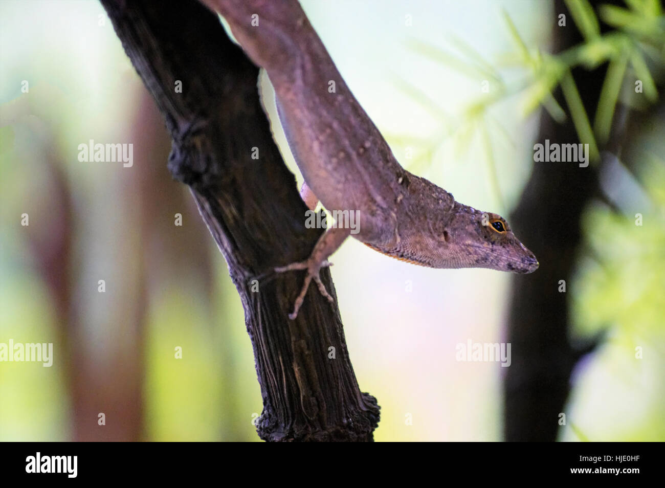 Un jeune brown anole lizard accroché sur une branche Banque D'Images