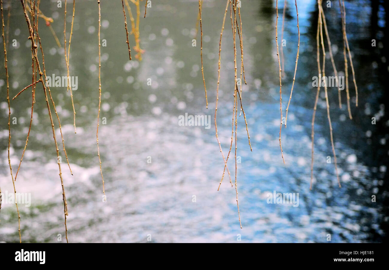 Belle,petites branches pendantes sur un étang bleu qui coule. Banque D'Images