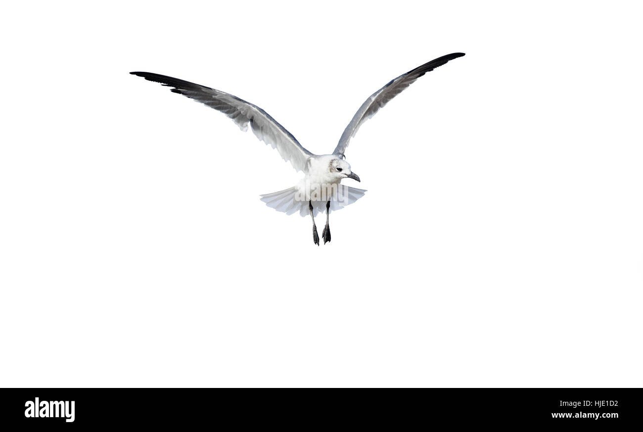Bird flying seagullis est un oiseau capturé la diffusion de ses ailes comme un ange. Banque D'Images