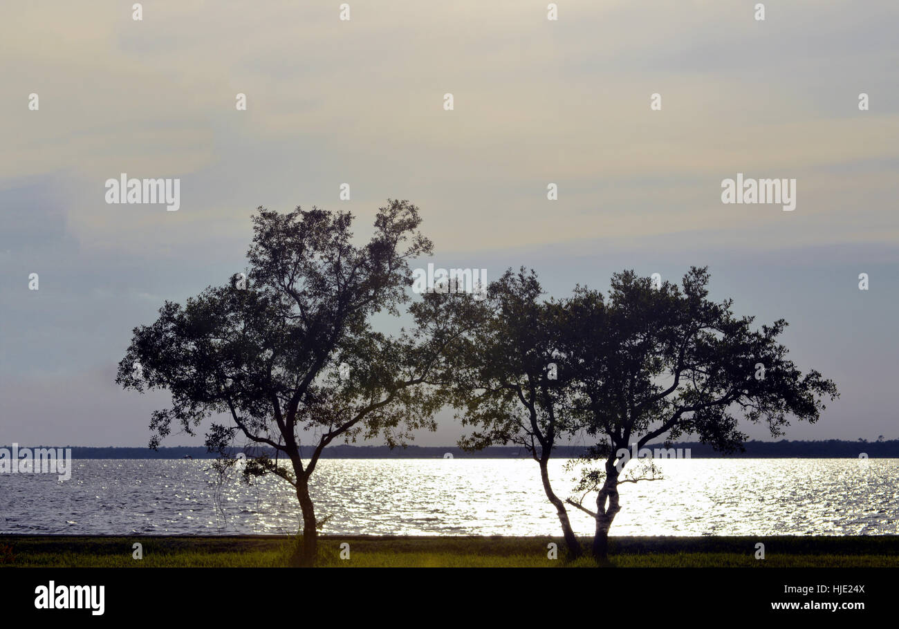 Deux tree silhouette sur l'océan et le coucher du soleil. Banque D'Images