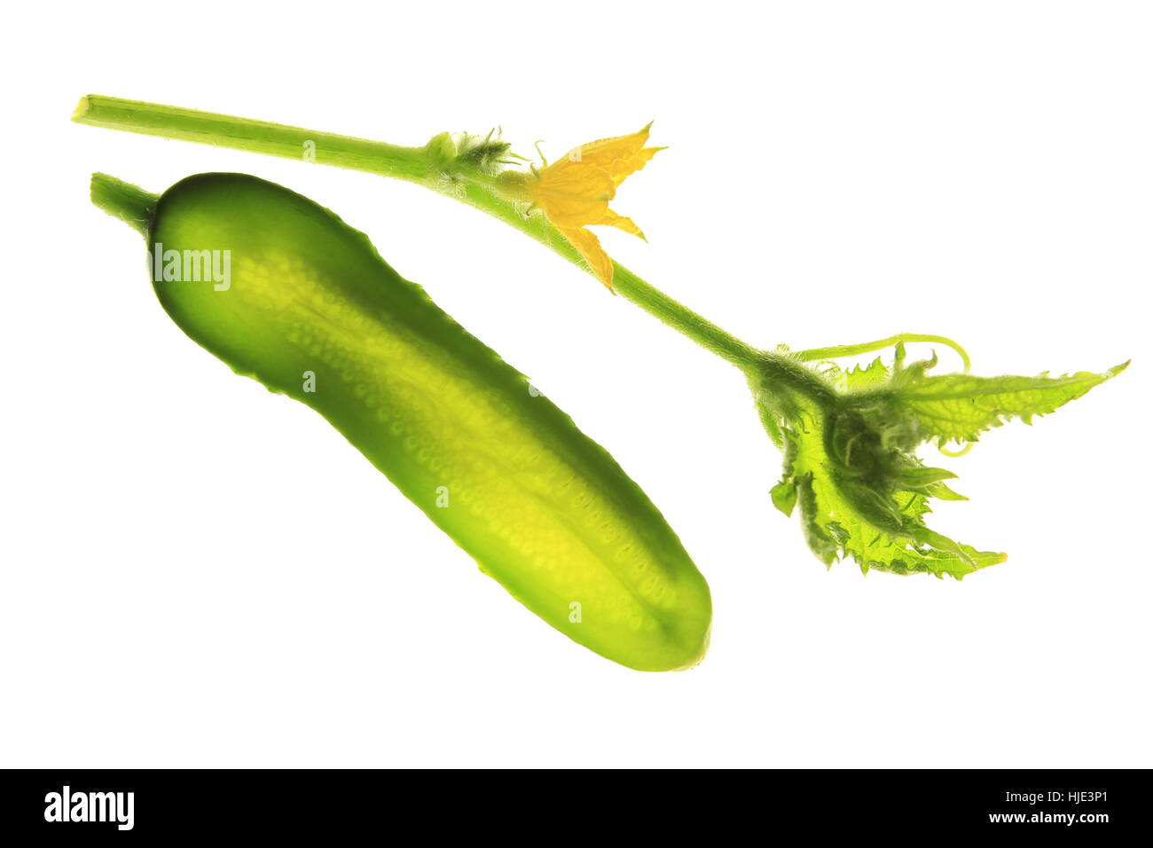 Le concombre (Cucumis sativus) Banque D'Images