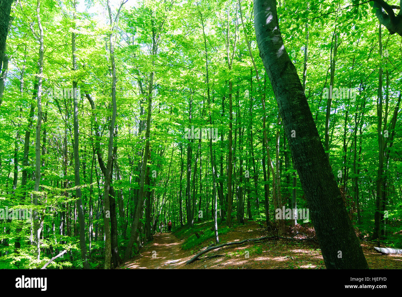 Andechs : forêt de hêtres, Oberbayern, Upper Bavaria, Bayern, Bavière, Allemagne Banque D'Images