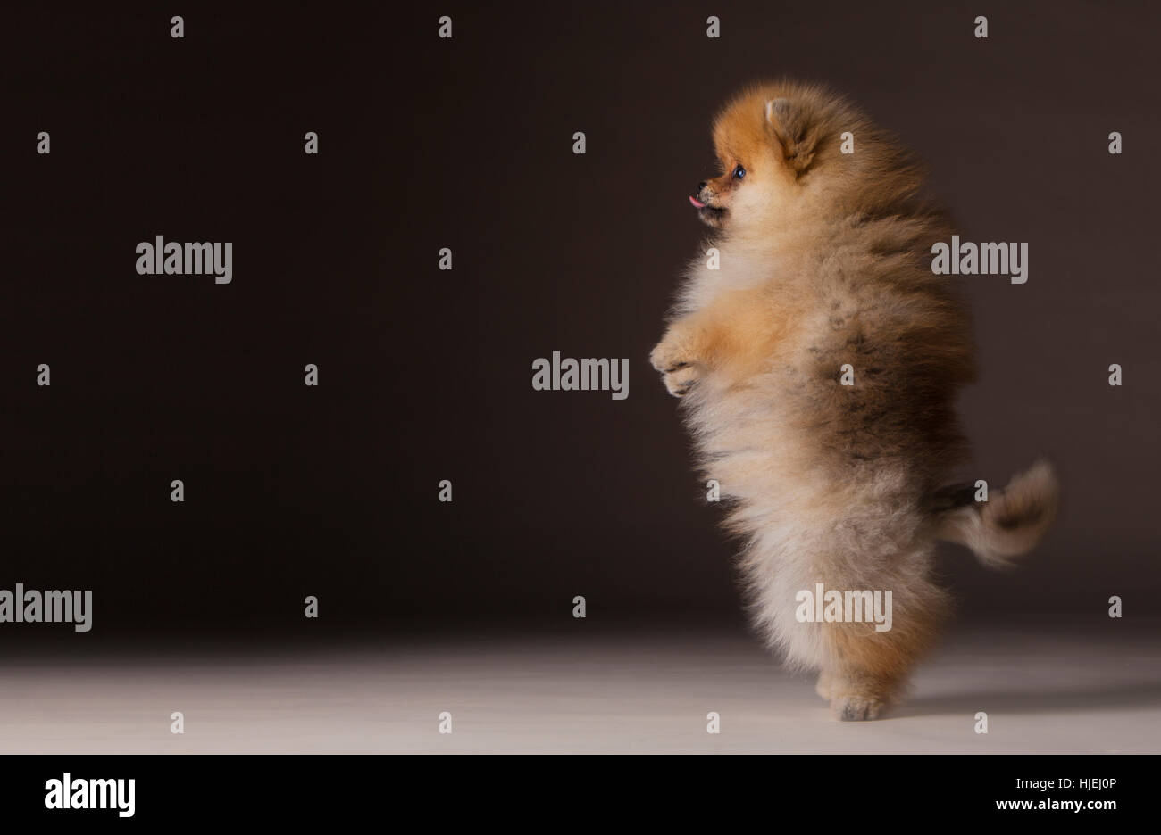 Freestyle de Poméranie en studio Banque D'Images