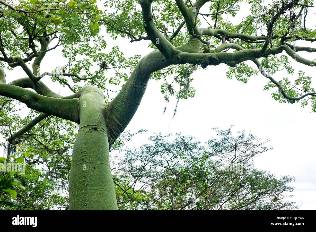 Ceiba Ceiba trichistandra (arbre), de la famille, mallvaceae Jorupe Nature Reserve, l'Ouest contreforts des Andes, en Equateur Banque D'Images