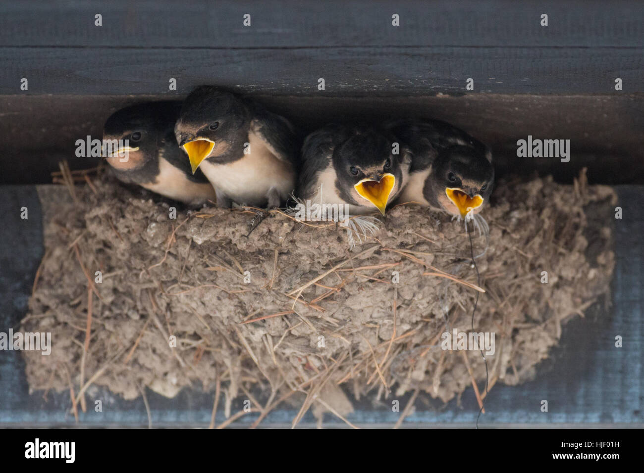 L'hirondelle rustique (Hirundo rustica), jeune oiseau au nid, Mecklembourg-Poméranie-Occidentale, Allemagne Banque D'Images