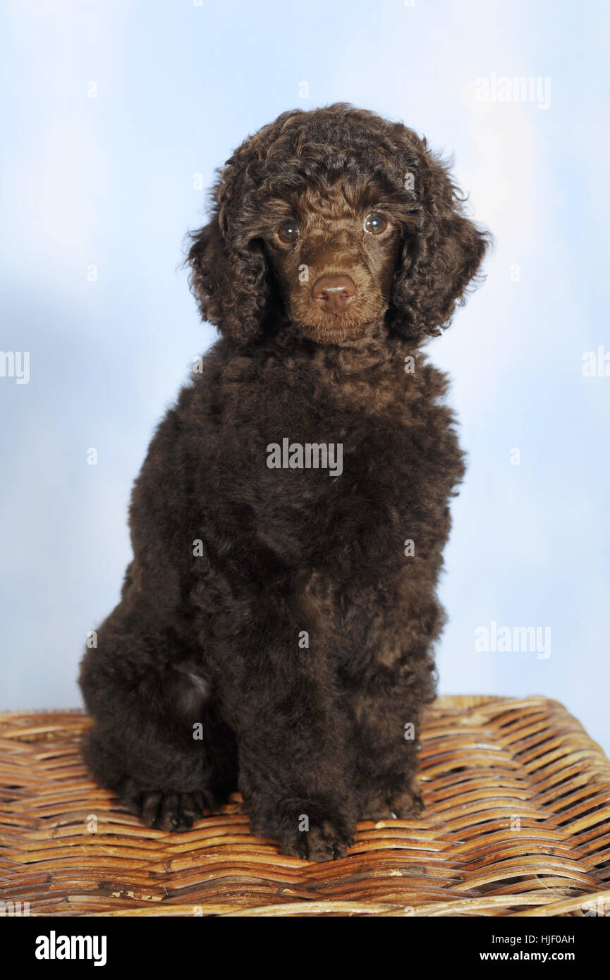 Caniche miniature, brown, minet, 10 semaines, homme, assis sur panier en osier Banque D'Images