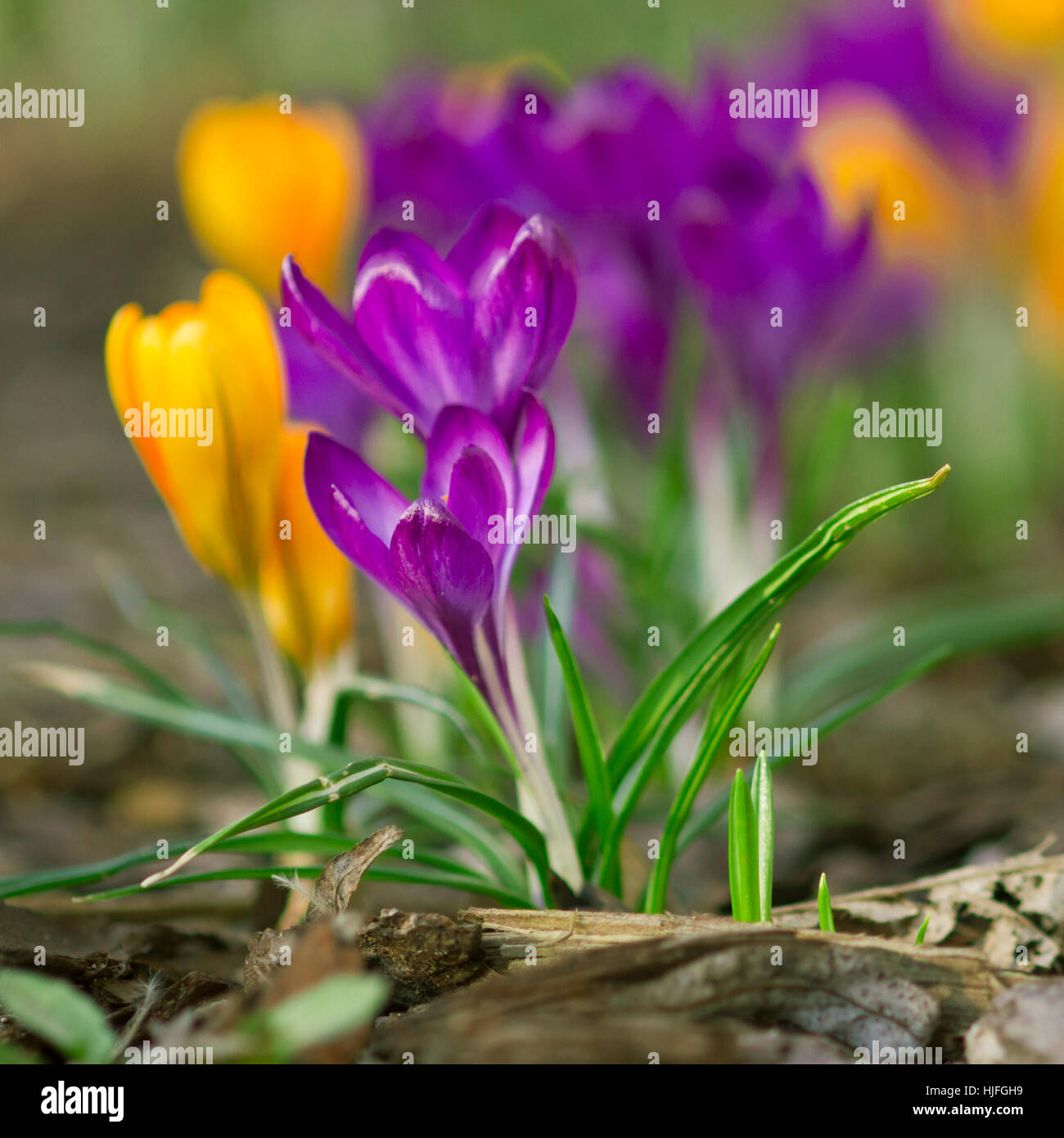 Fleur, fleurs, plantes, crocus, crocus, jaune, macro, close-up, macro Banque D'Images