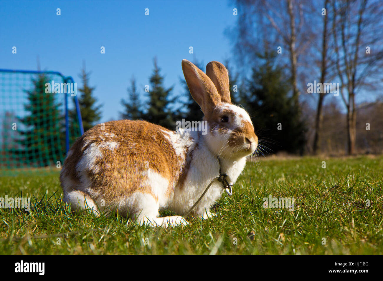 Peau, caresser, Pâques, lapin, Lièvre, lapin de Pâques, lapins, bunny, curieux, Banque D'Images