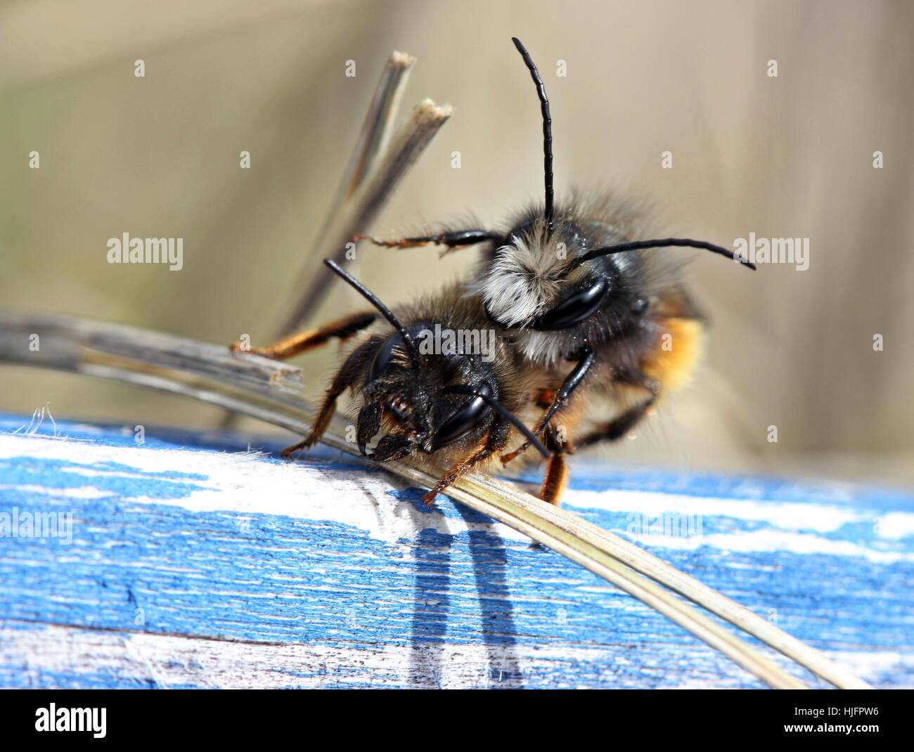 Les abeilles, l'accouplement, mate, couple, paire, insecte, bee, bleu, femme, bois, homme, Banque D'Images