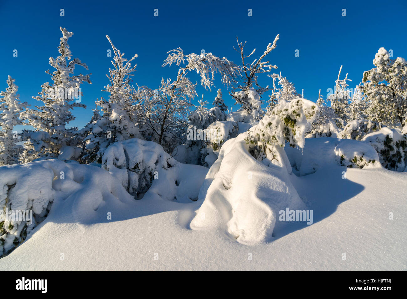 Paysage avec des arbres d'hiver, givre et de la neige en provence Banque D'Images