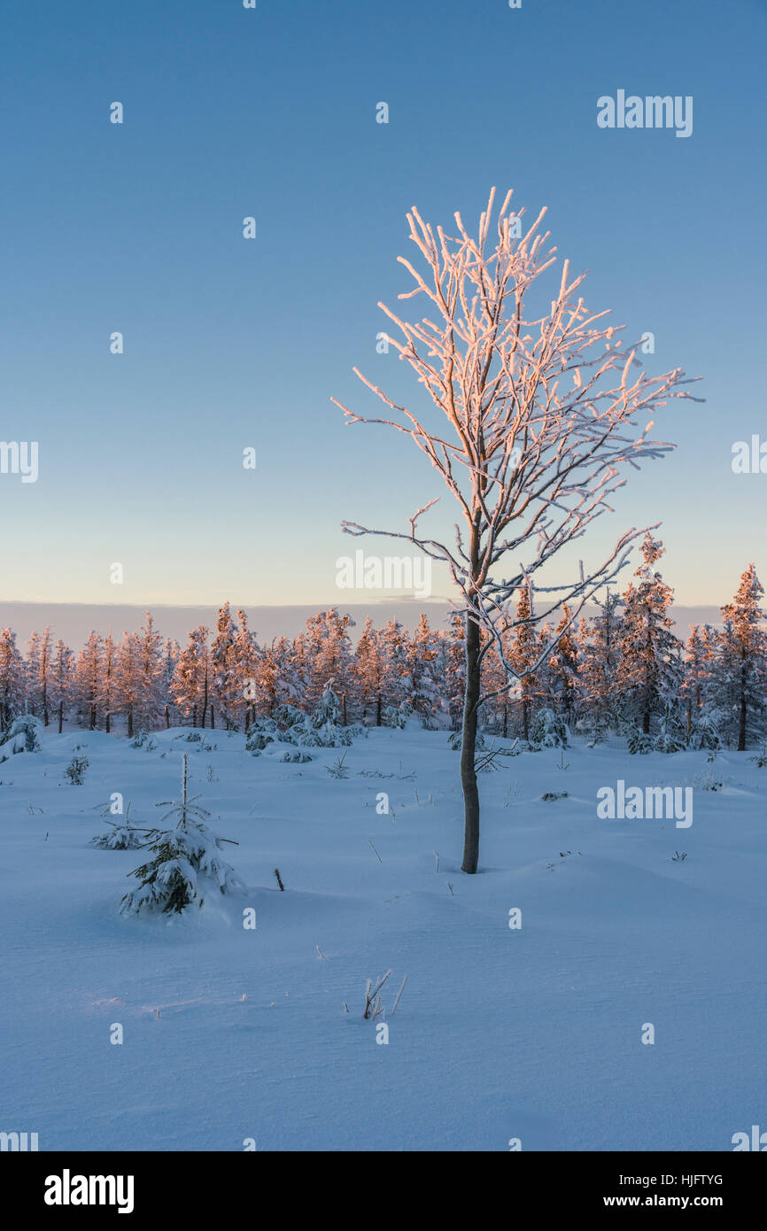 Paysage avec des arbres d'hiver, givre et de la neige au soleil couchant en Haute-Corse Banque D'Images