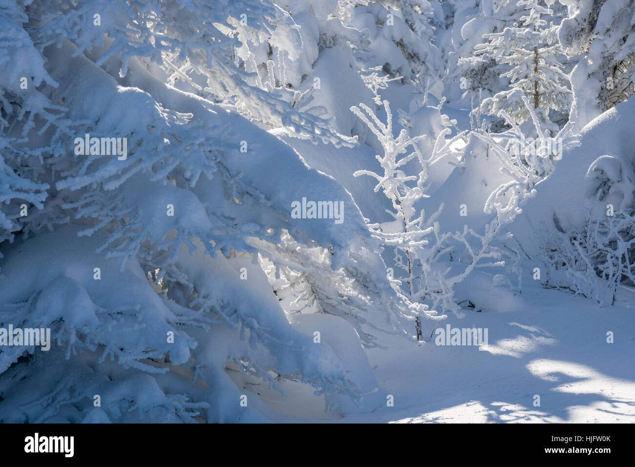 Branches d'un arbre avec givre et de la neige en provence Banque D'Images