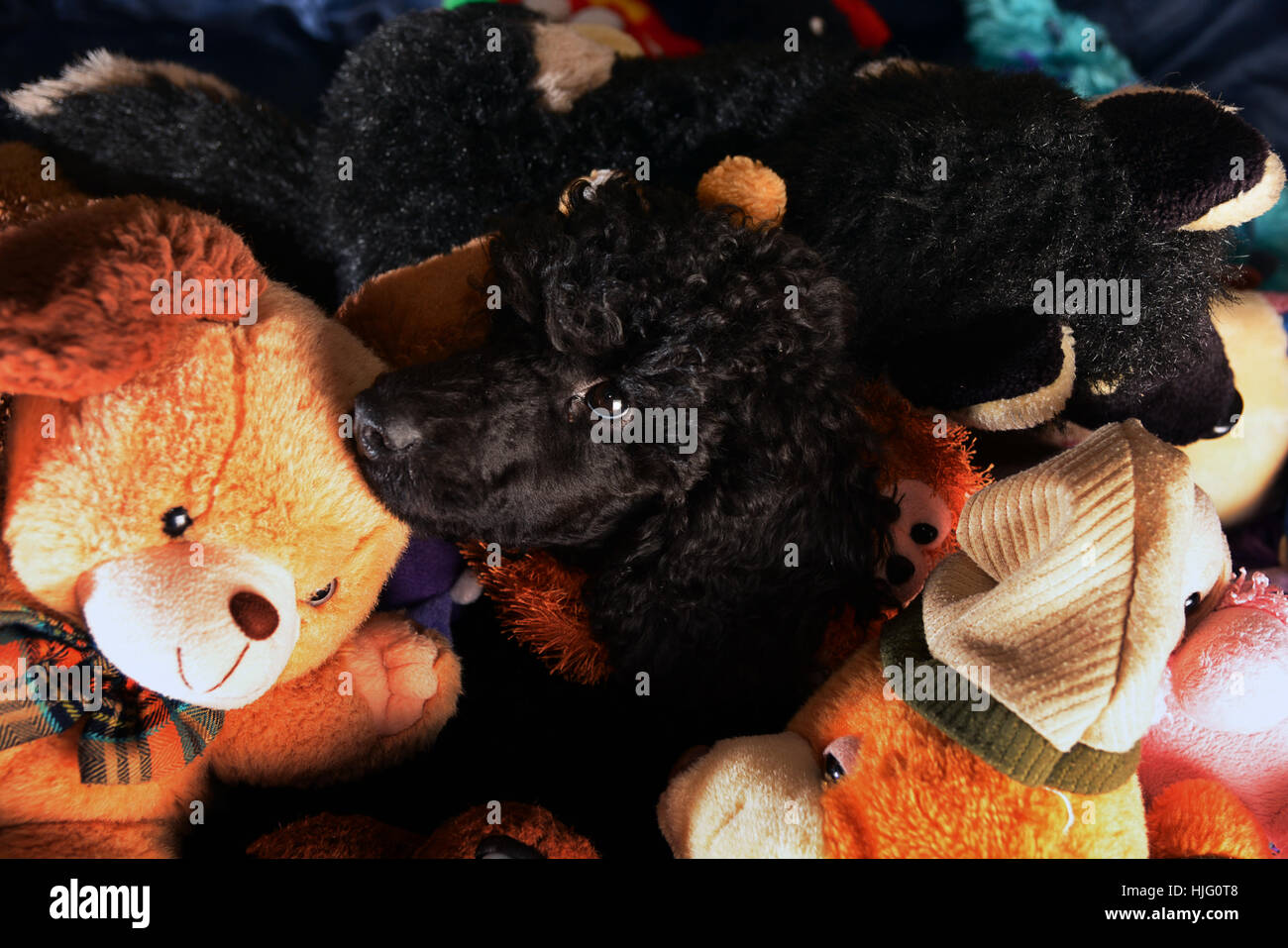 Cute black poodle hiden on pile de jouets Banque D'Images