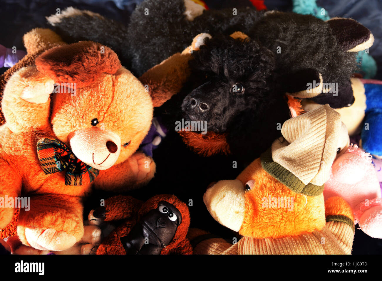 Cute black poodle hiden on pile de jouets Banque D'Images