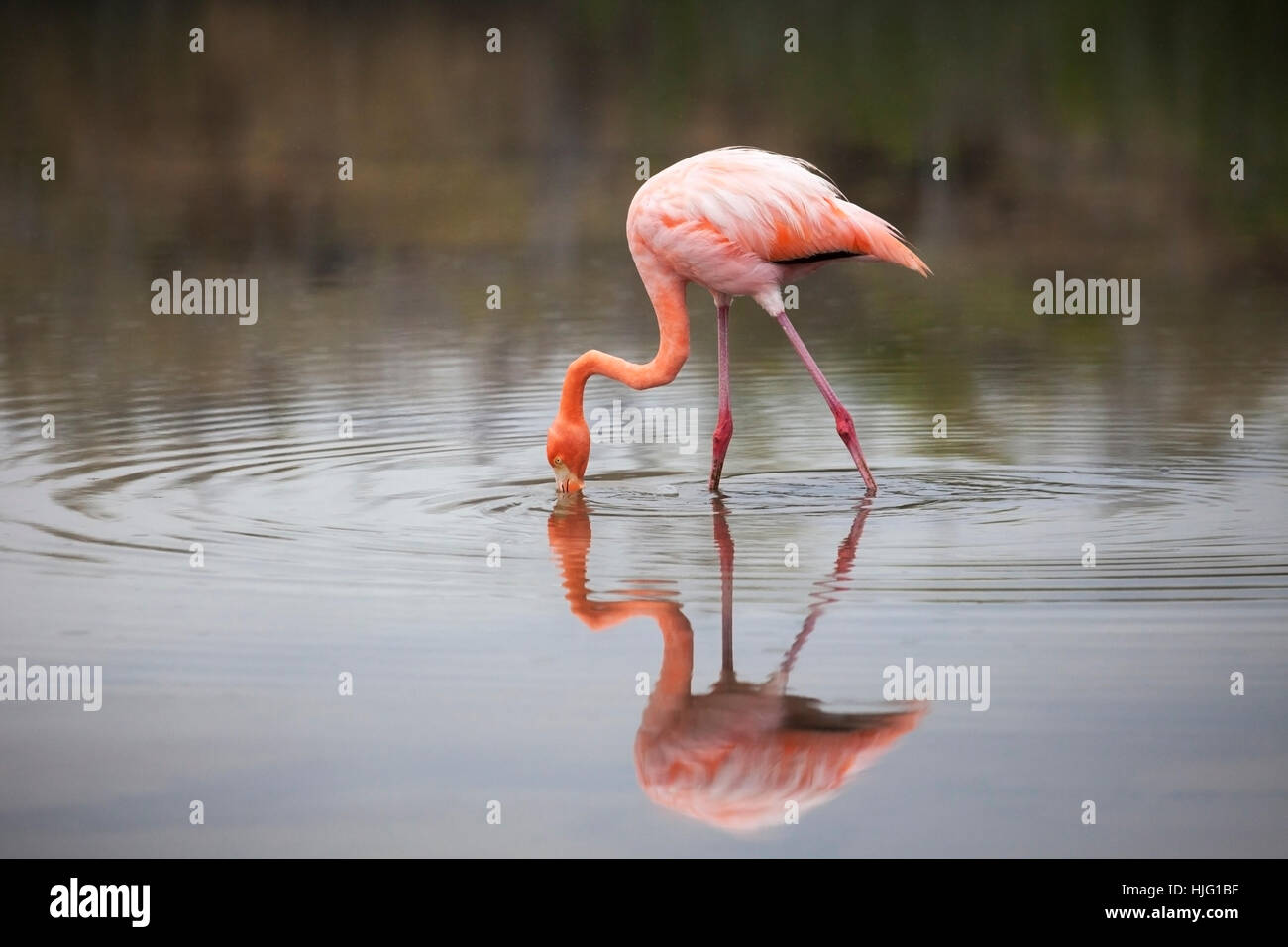 Le flamants d'Amérique (Phoenicopterus ruber) filtre se nourrissant dans un lagon salin peu profond à Las Bachas sur l'île de Santa Cruz, îles Galapagos Banque D'Images