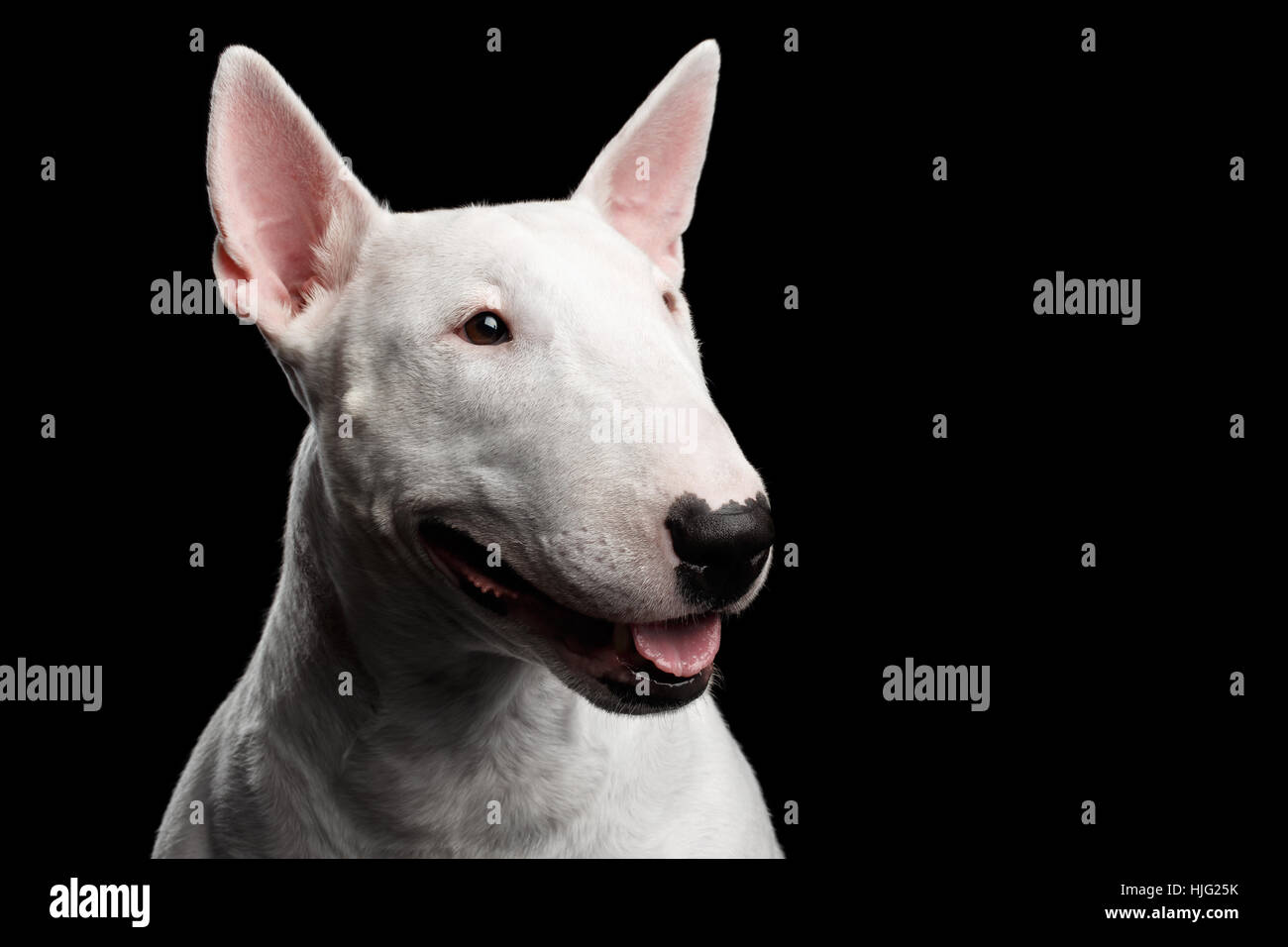Fond blanc bull terrier Banque de photographies et d’images à haute résolution Alamy