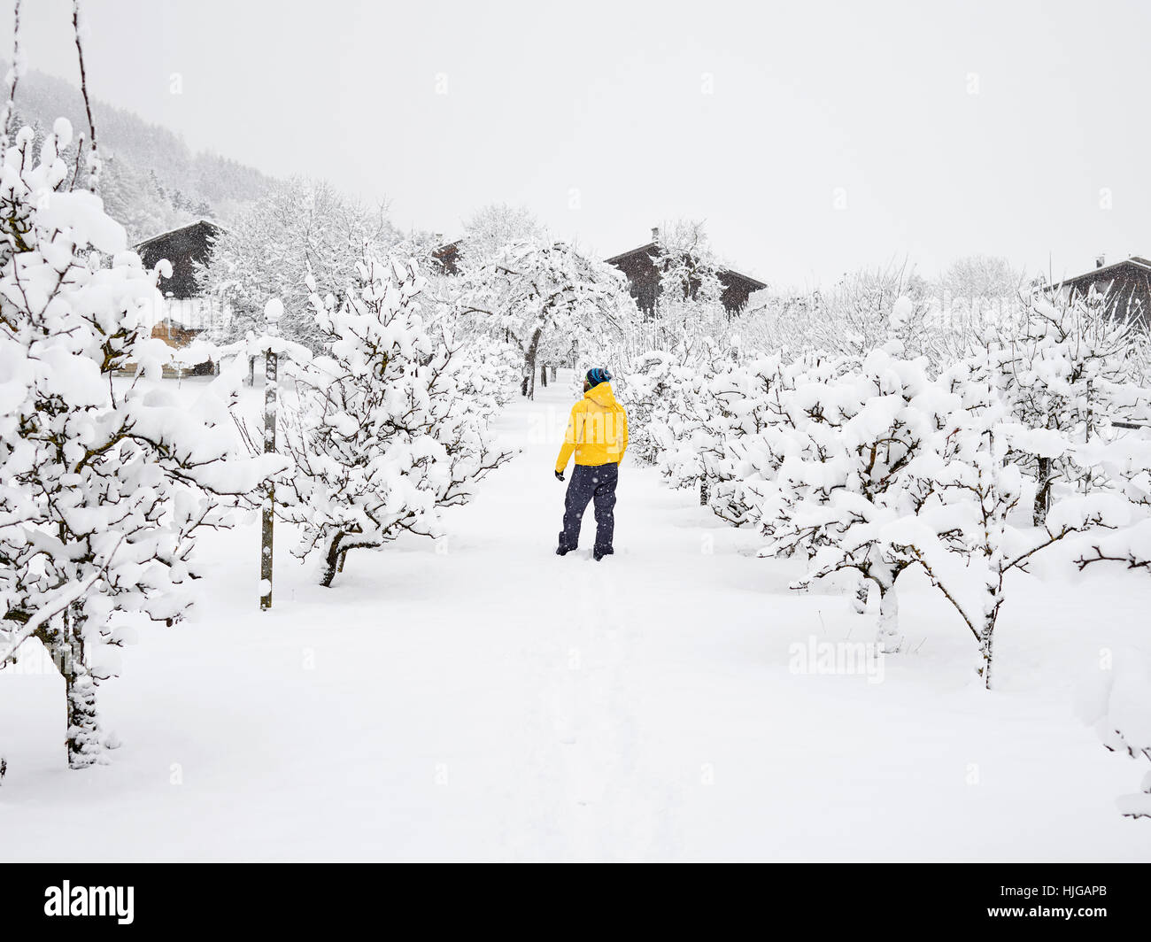Homme avec veste hiver jaune en verger, hiver, neige, Kolsass, Tyrol, Autriche Banque D'Images