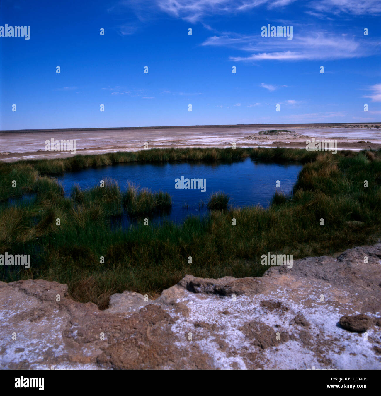 La VÉGÉTATION AUTOUR DU PRINTEMPS ET DE L'ARTÉSIEN TASSE BLANCHE MOUND LE LONG DE L'OODNADATTA TRACK, l'Australie du Sud. Banque D'Images