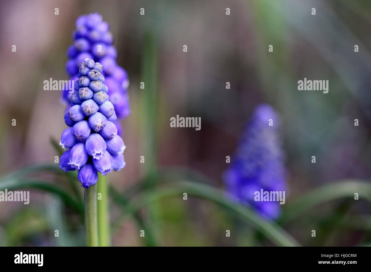 Bleu, macro, portrait, macro, admission vue en gros, bowingbells, jacinthe, Banque D'Images