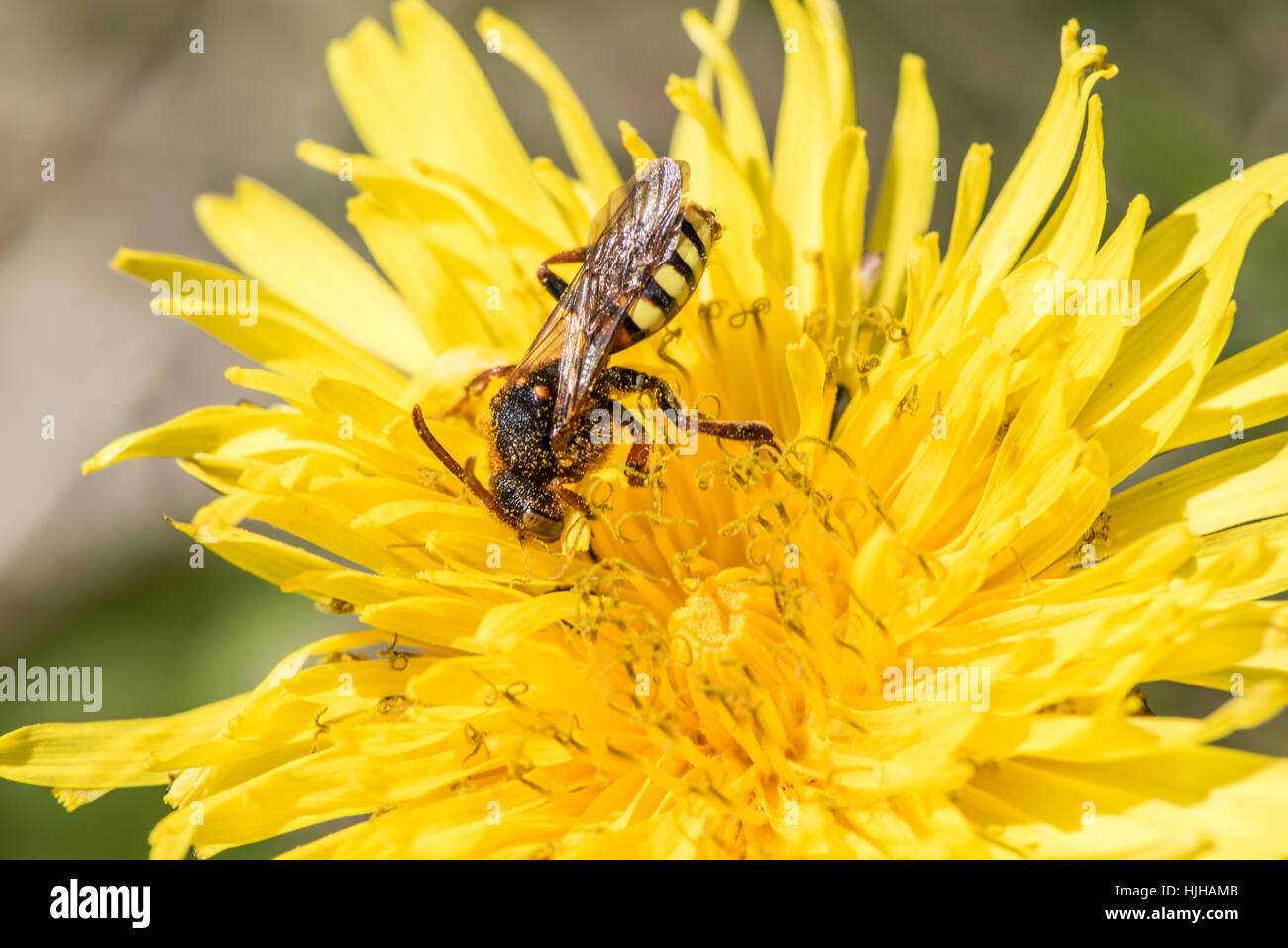 Nomada goodeniana sur le pissenlit, Marcle Ridge, Herefordshire Banque D'Images