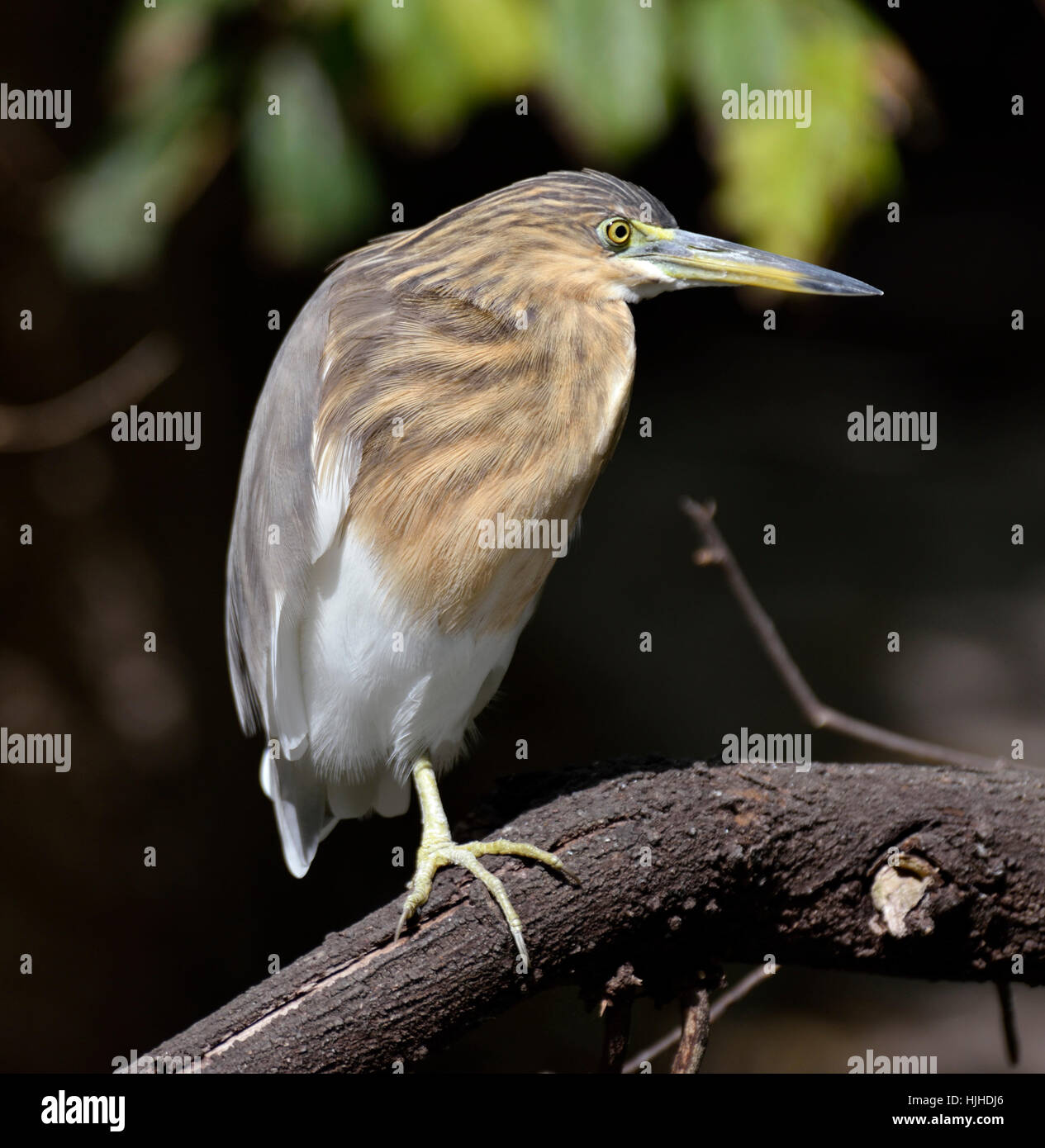 Des mammifères, des oiseaux, de la direction générale, à l'extérieur, le héron, la nature, libre, des mammifères, des oiseaux, de la direction générale, Banque D'Images