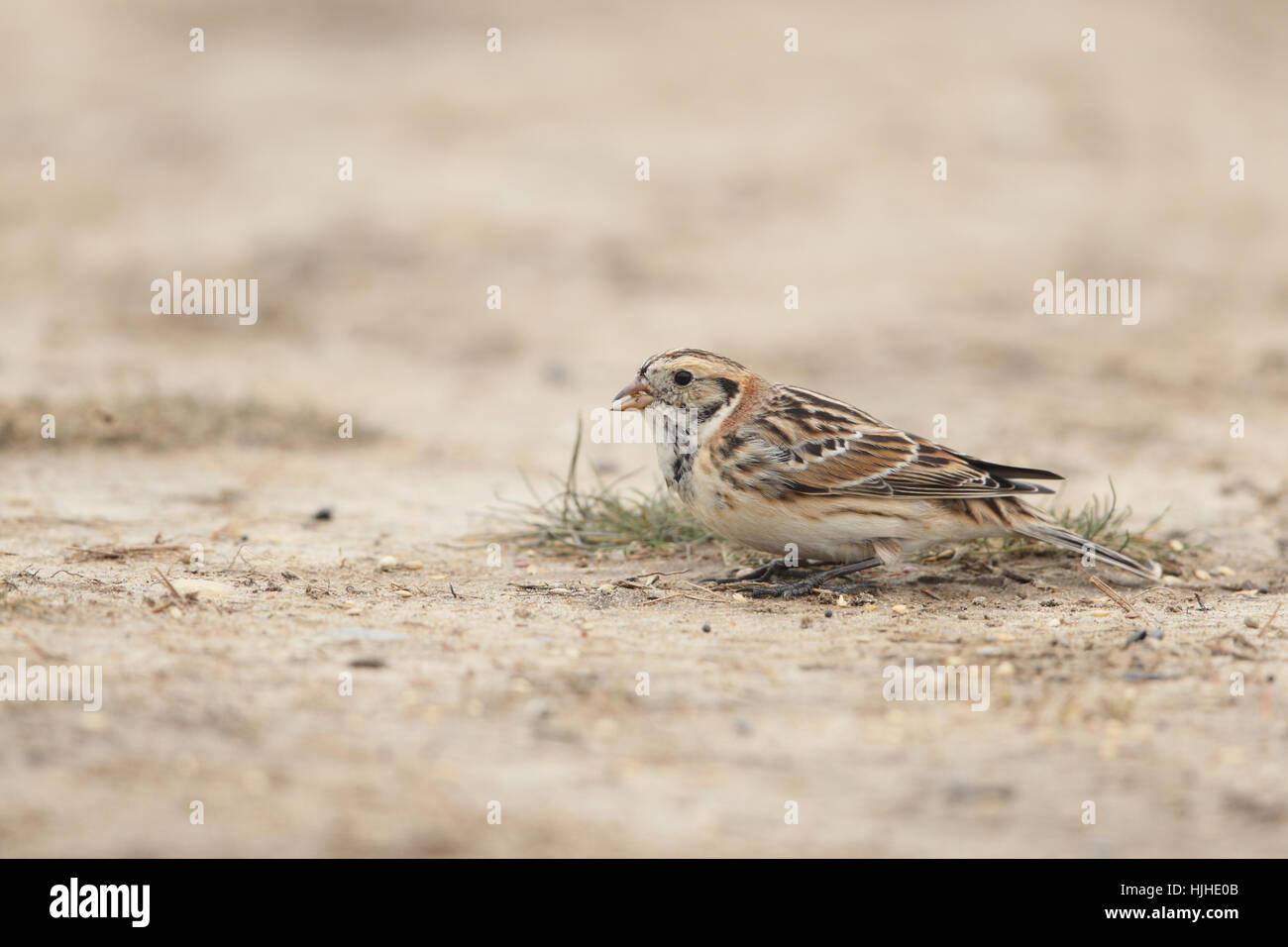 Lapland Bunting (Calcarius lapponicus), une ressource rare hiver de la côte britannique Banque D'Images