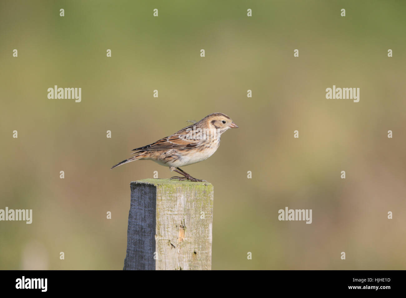 Lapland Bunting (Calcarius lapponicus), une ressource rare hiver de la côte britannique Banque D'Images