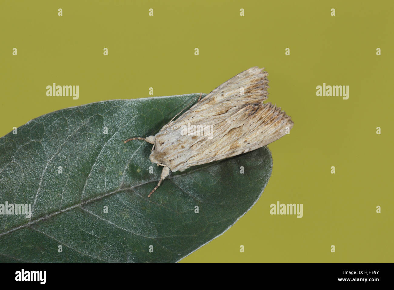 Arches de lumière (Apamea sublustris), une espèce de gris perché sur un feuillage vert foncé, contre un fond vert Banque D'Images