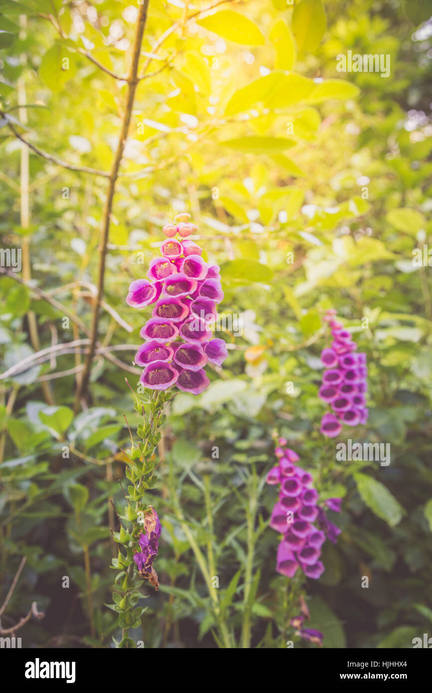 La digitale pourpre fleurs (Digitalis purpurea, la digitale la digitale pourpre, commune ou lady's glove) à l'été du soleil, parc national Abel Tasman, Sou Banque D'Images