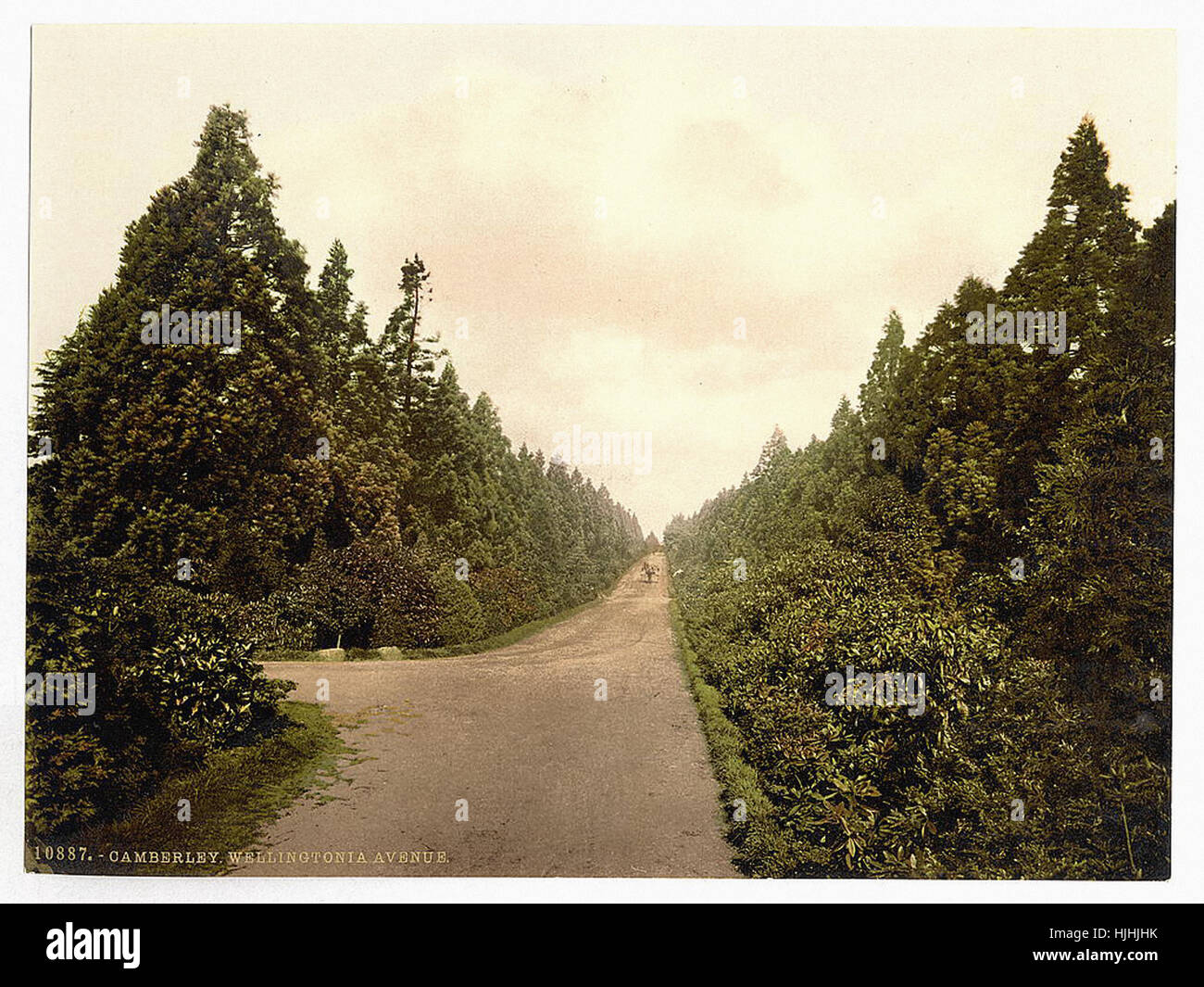 Avenue Wellingtonia, Camberley, Angleterre - Photochrom xixème siècle Banque D'Images