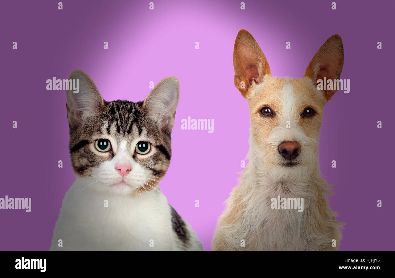 Animal De Compagnie Chien Chat Chaton Bebe Exasperante Pert Nausicaa Mignon Chaton Chat Photo Stock Alamy Animal De Compagnie Chien Chat Chaton Bebe Exasperante Pert Nausicaa Mignon Chaton Chat Photo Stock Alamy