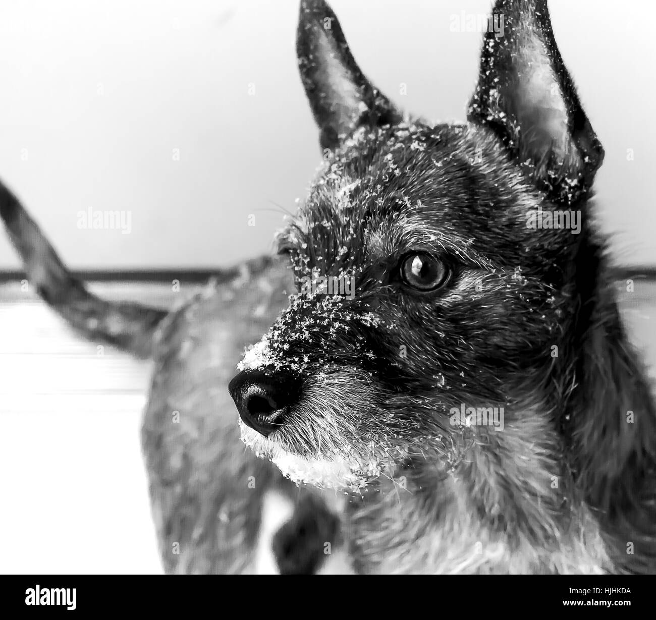 Comme Chien Loup après la neige à pied Banque D'Images