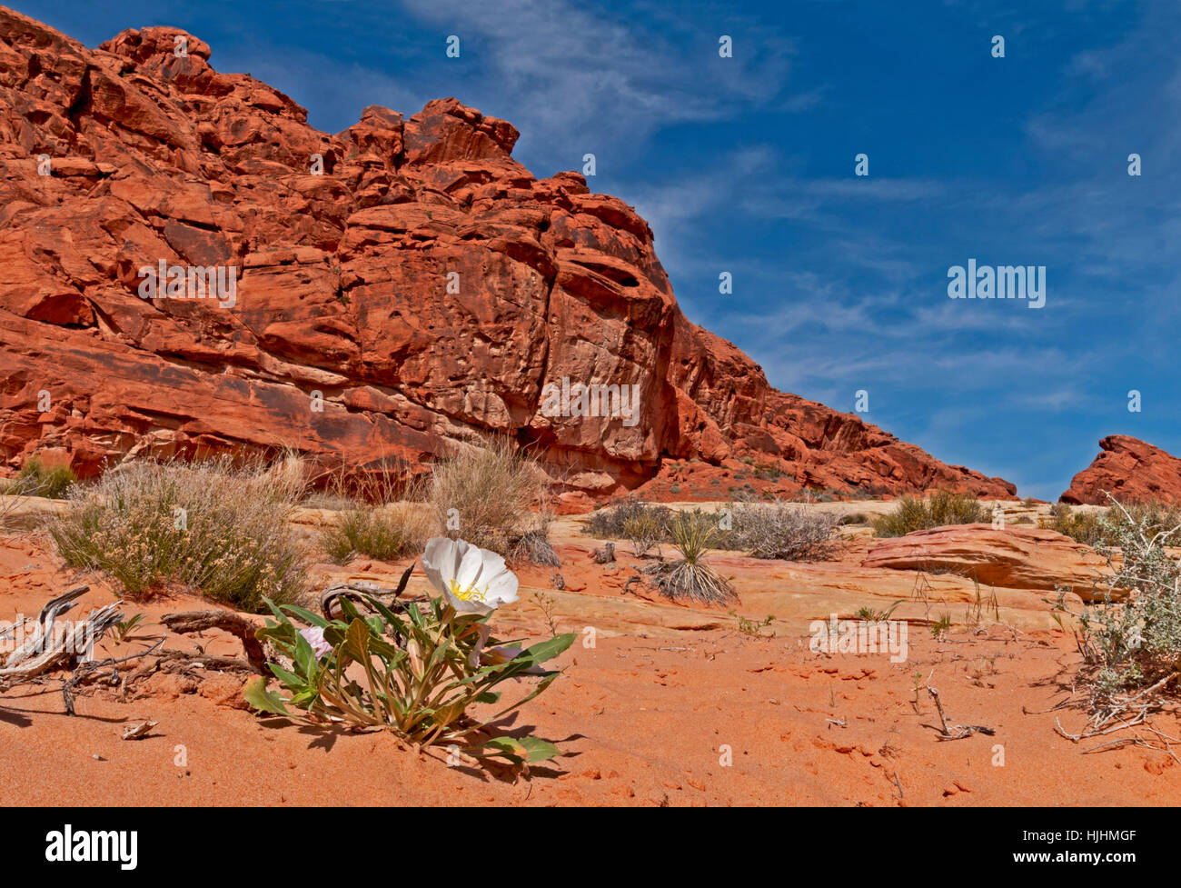 La flore, la végétation, l'exploitation des sables bitumineux, sable, désert, désert, flore, Arizona, Nevada, Banque D'Images