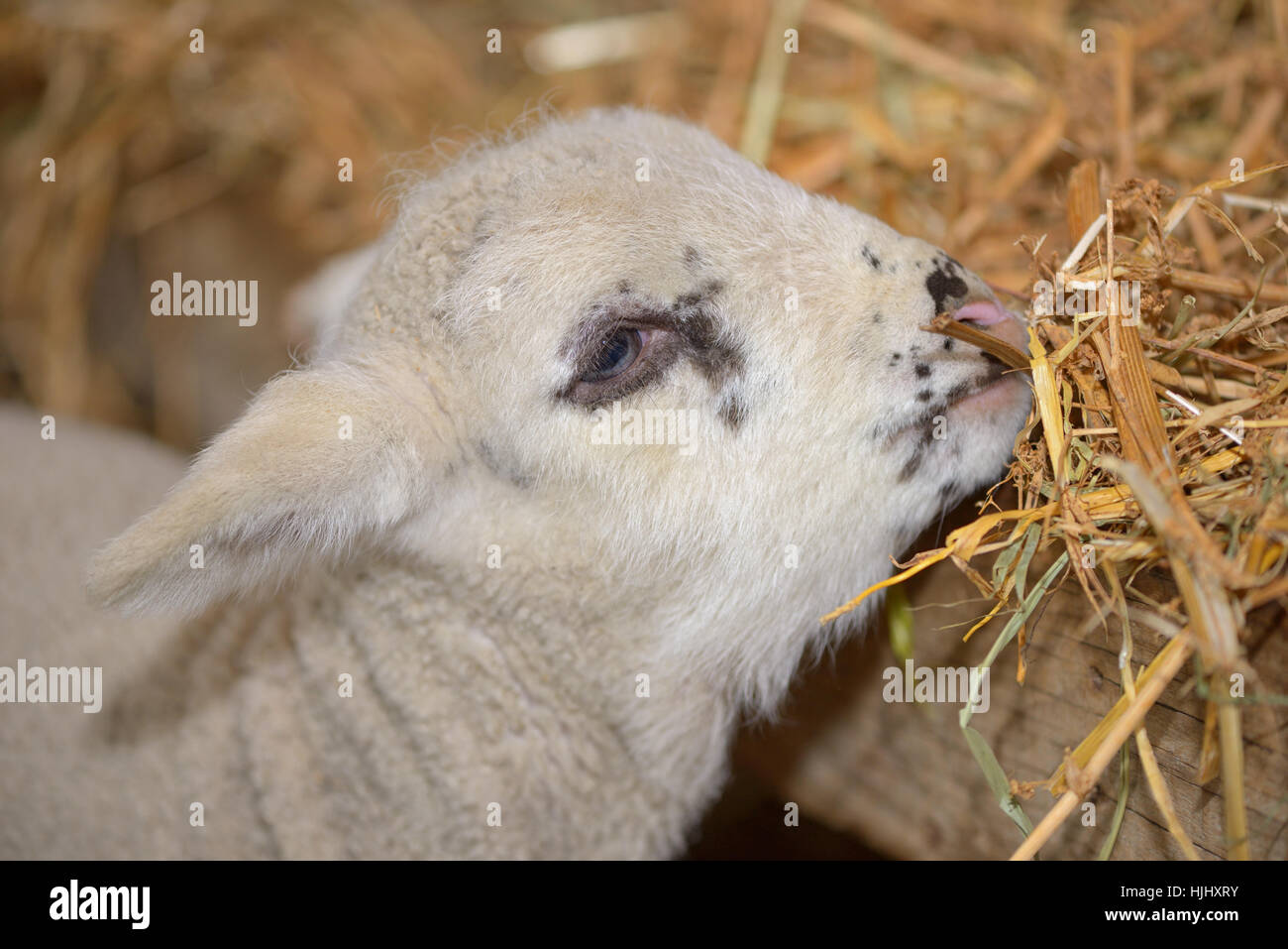 Mignon bébé agneau dans une étable Banque D'Images