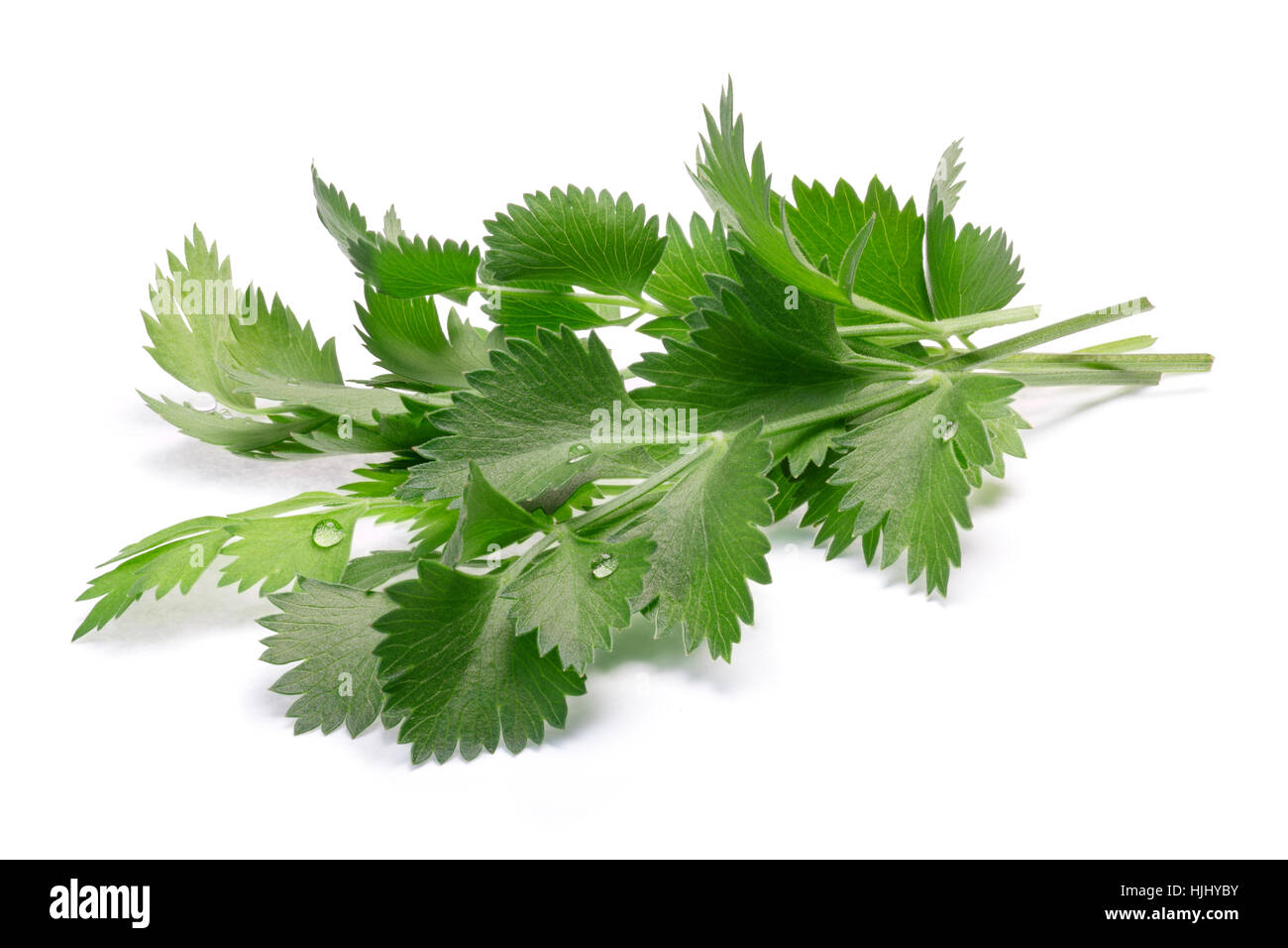 Bunch of fresh vrai Anis ou feuilles d'anis (Pimpinella anisum). Chemins de détourage, séparés de l'ombre Banque D'Images