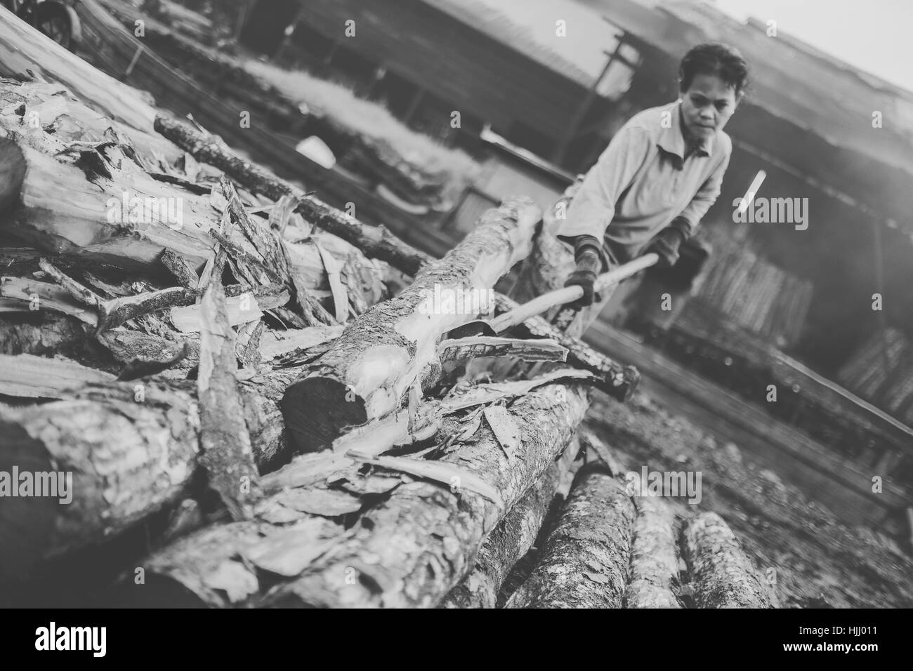 Les travailleurs du charbon de couper l'écorce d'un arbre de la mangrove Banque D'Images