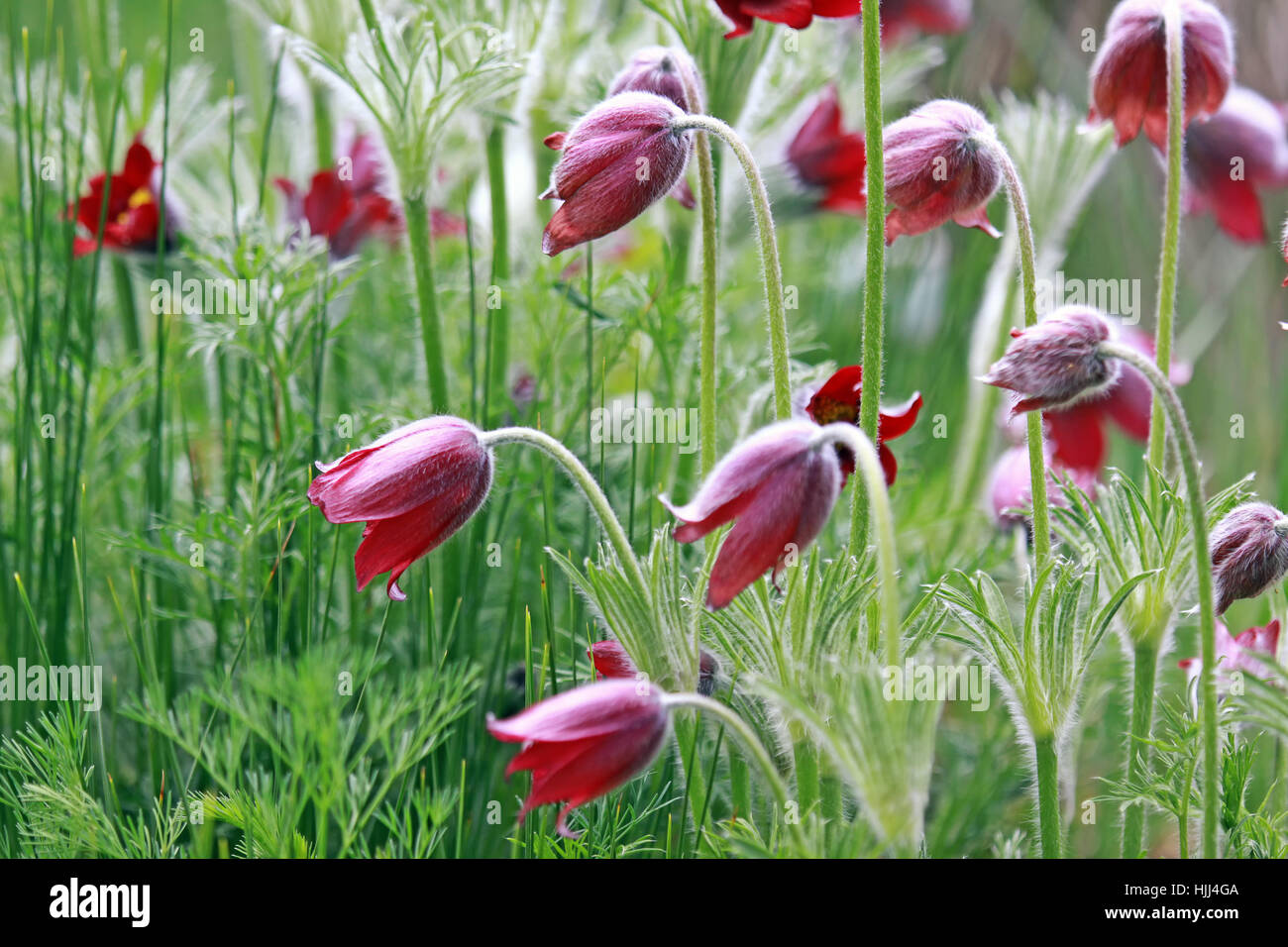 Anemone, rouge violet, jardin, poil, violet, couleur rubis, pourpre, anemone, Banque D'Images