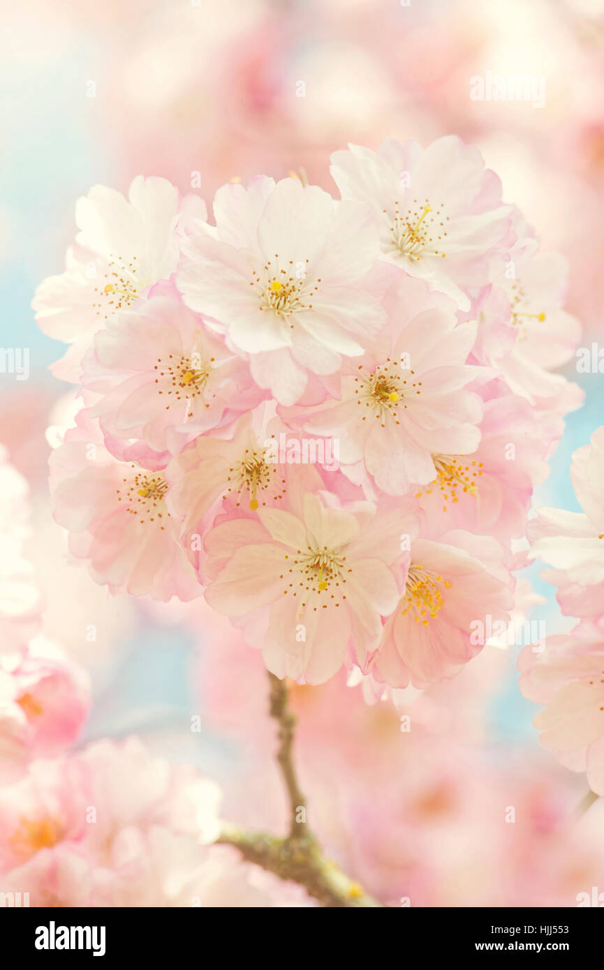 Close-up de la belle-rose fleur de printemps fleurs de la 'Accolade' cerisier - Prunus 'Accolade' avec un ciel bleu Banque D'Images