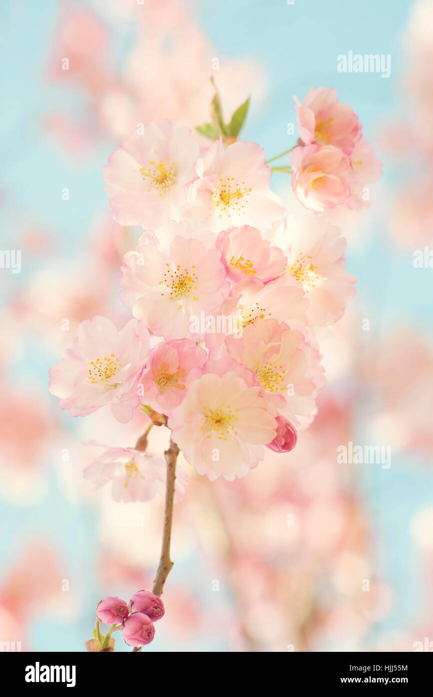 Close-up de la belle-rose fleur de printemps fleurs de la 'Accolade' cerisier - Prunus 'Accolade' avec un ciel bleu Banque D'Images