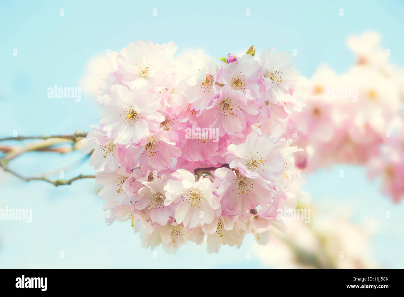 Close-up de la belle-rose fleur de printemps fleurs de la 'Accolade' cerisier - Prunus 'Accolade' avec un ciel bleu Banque D'Images