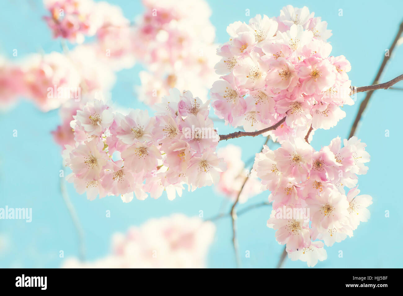 Close-up de la belle-rose fleur de printemps fleurs de la 'Accolade' cerisier - Prunus 'Accolade' avec un ciel bleu Banque D'Images