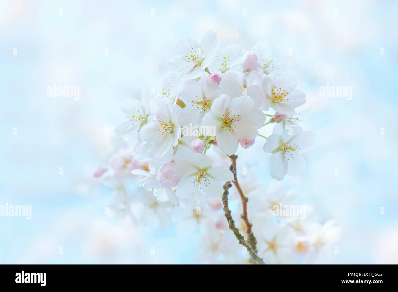 Image en gros plan de la délicate fleur de printemps blanc de l'arbre de cerise Yoshino, les images prises à l'encontre d'un ciel bleu. Banque D'Images