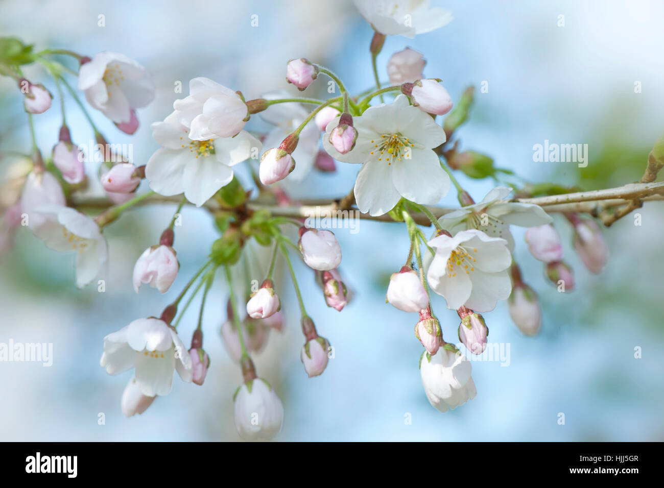 Image en gros plan de la délicate fleur de printemps blanc de l'arbre de cerise Yoshino, les images prises à l'encontre d'un ciel bleu. Banque D'Images