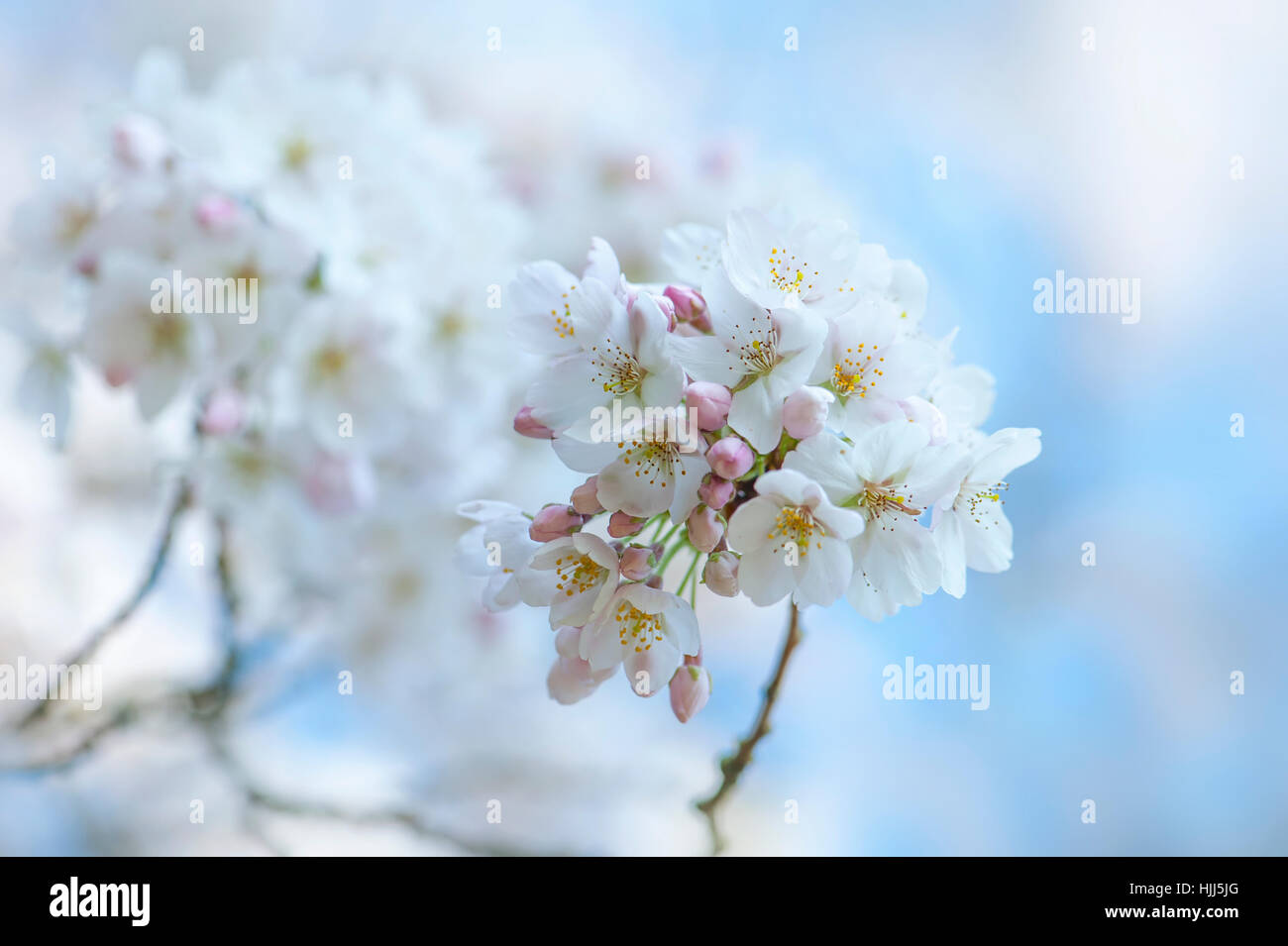 Image en gros plan de la délicate fleur de printemps blanc de l'arbre de cerise Yoshino, les images prises à l'encontre d'un ciel bleu. Banque D'Images