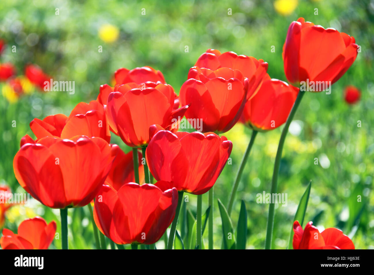 Contre-lumière, tulipes, rouge, rouge, éclat, brille, lumineux, Lucent, lumière, Banque D'Images