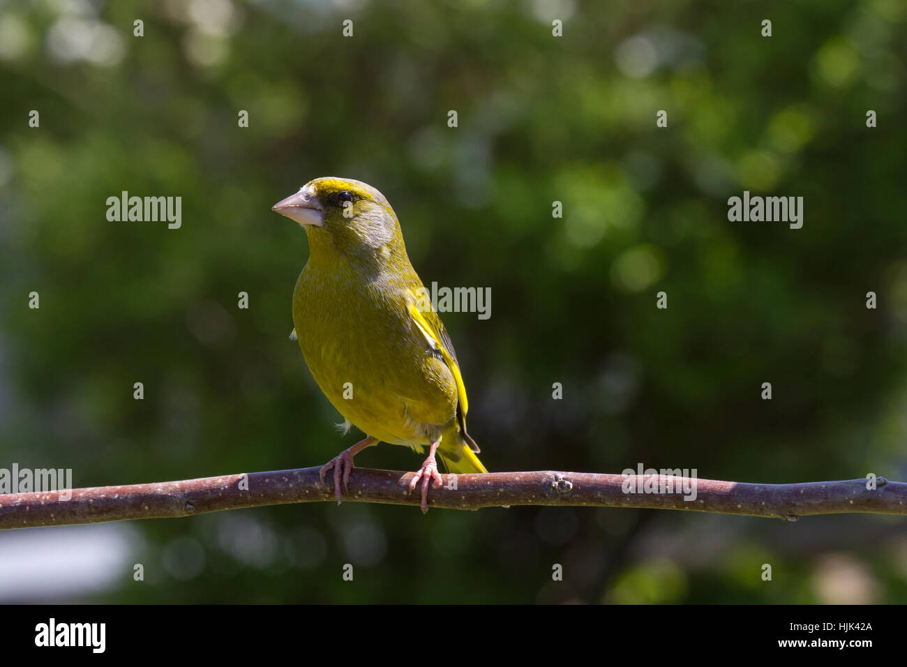 L'étape, niveau, jardin, animal, oiseau, vert, la faune, les autochtones, de la direction générale, plumes, bec, Banque D'Images