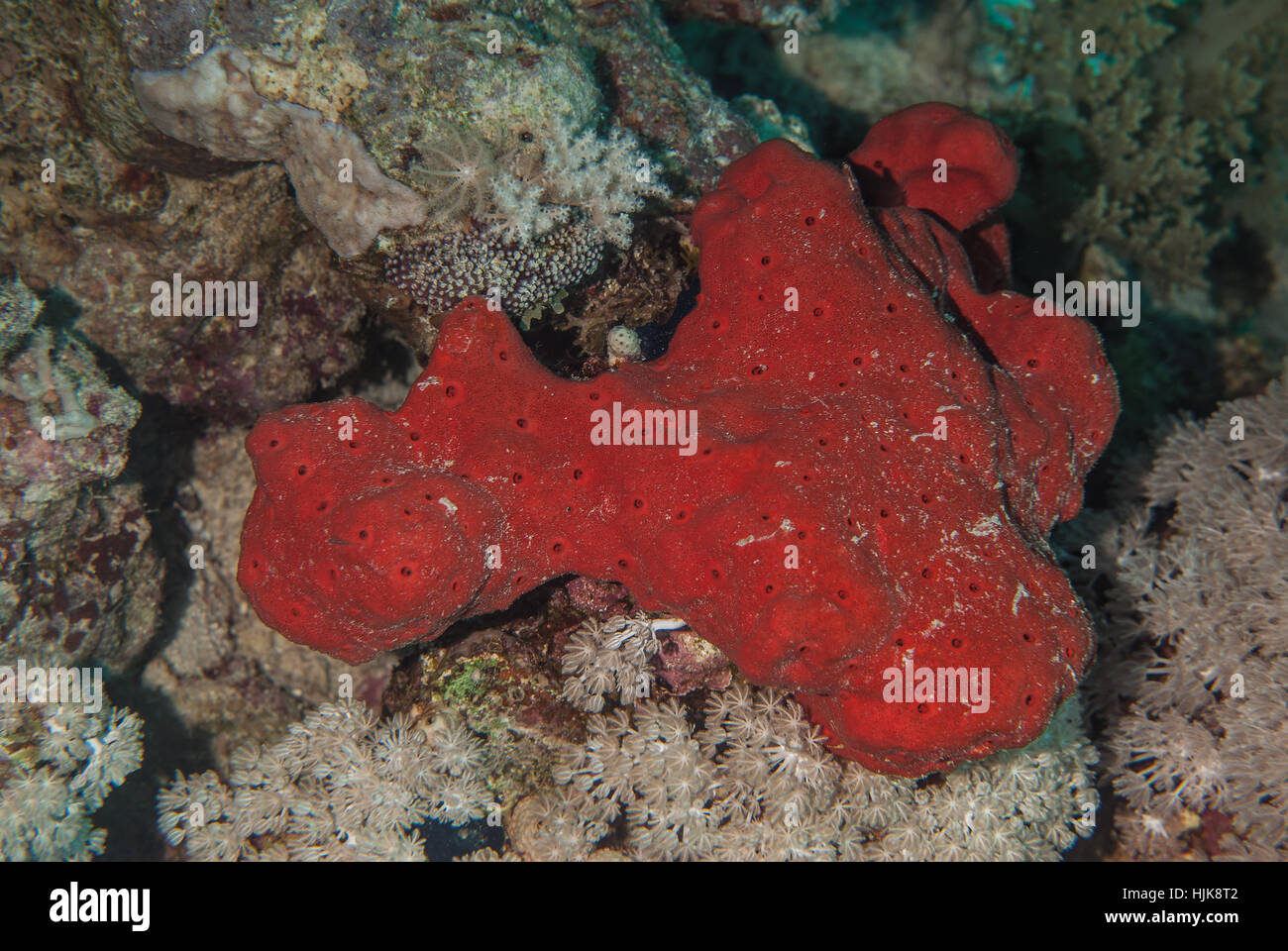 Plate rouge éponge, Pione cf vastifica, Clionidae, Charm el-Cheikh, Red Sea, Egypt Banque D'Images